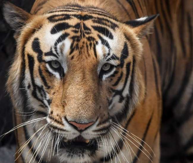 https://www.jagranimages.com/images/newimg/07122020/07_12_2020-tiger_21143414.jpg