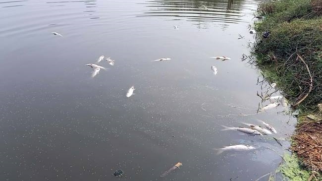 गांव गौधोली के तालाब में मिलीं मृत मछलियां