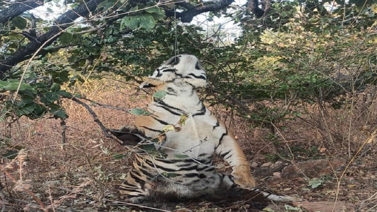 mp news panna tiger death dead body of tiger found hanging on tree