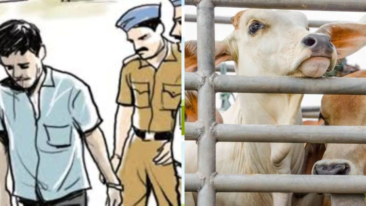पिकअप वैन में सब्‍जी और हरी मिर्च के नीचे छिपा ले जा रहे थे गायें, पुलिस की सूझबूझ से पकड़ाए आरोपित