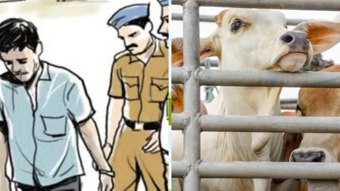 गायों की तस्करी करने वाले आरोपितों को पुलिस ने किया गिरफ्तार