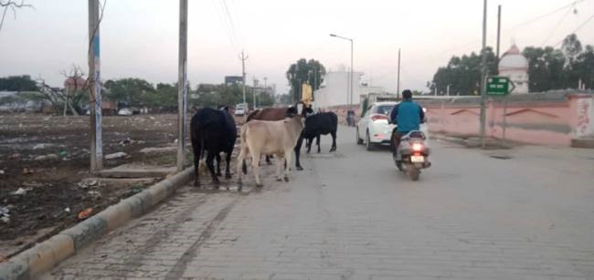 radium tape will be applied to the horns of destitute animals