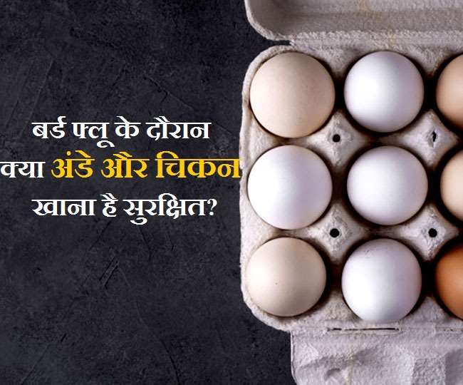 Bird Flu Rise जानें बर्ड फ्लू के दौरान चिकन और अंडे खाने के बारे में
