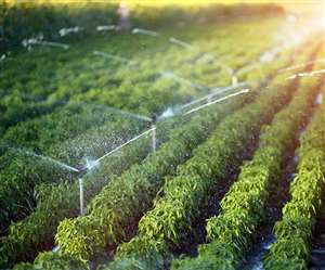 यूपी में सिंचाई व्यवस्था सुधरने से लहलहाने लगे खेत।