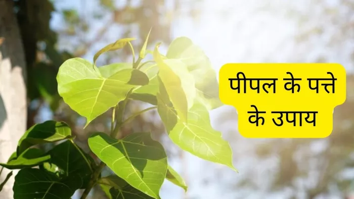 Peepal Ke Patte Ke Upay: पीपल के पत्ते से करें ये उपाय, कर्ज की समस्या से मिलेगा छुटकारा