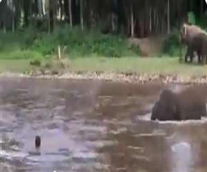 नदी के किनारे नन्हा हाथी मस्ती कर रहा था।