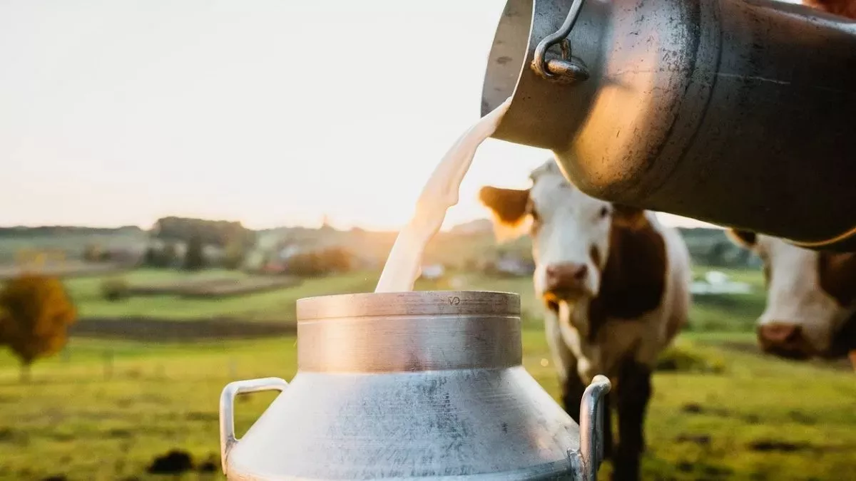 भारत दुनिया में सबसे अधिक दूध उत्पादक वाला देश बन गया है।(फोटो सोर्स: जागरण)