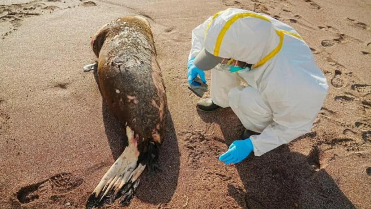 इंसान में मिला बर्ड फ्लू का पहला मामला, 53 वर्षीय व्यक्ति H5N1 से संक्रमित First case of bird flu found in humans, 53-year-old man infected with H5N1