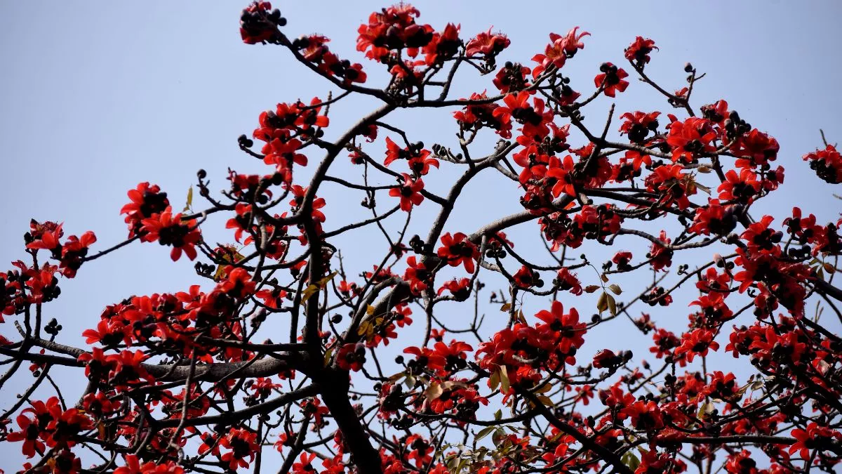 वसंत ऋतु का आगमन होते ही सेमल के पेड़ में खिले लाल-लाल फूल। छाया : अजीत कुमार