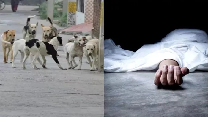 कपूरथला में 20 आवारा कुत्तों ने खेत में जा रही महिला को नोच-नोच मार डाला