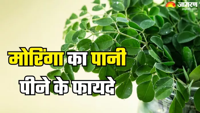 रोजाना मोरिंगा का पानी पीने से मिलते हैं ये फायदे (Picture Credit- Freepik)