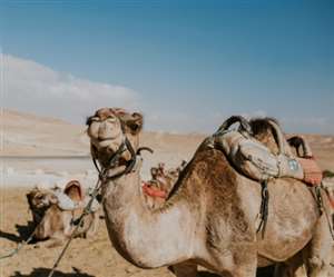 डेजर्ट में राइड के लिए खड़े किए गए ऊंट