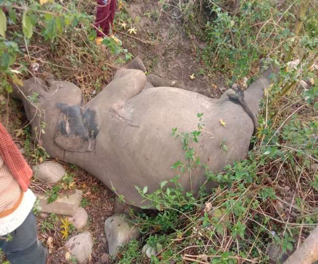 elephant child died after being hit by nanda devi express train in doiwala