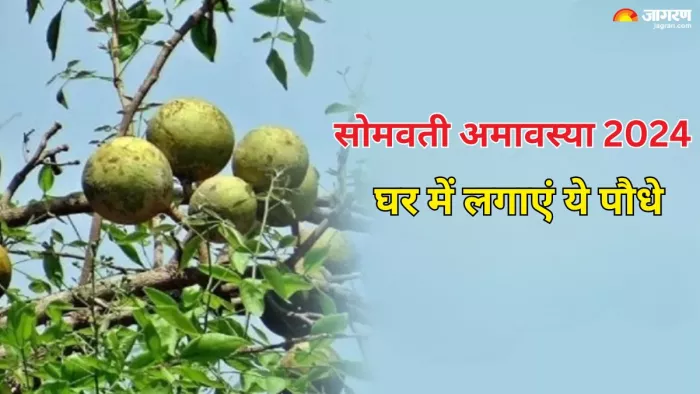 Somvati Amavasya 2024: सोमवती अमावस्या पर घर में लगाएं ये पौधे, पितृ दोष से मिलेगा छुटकारा