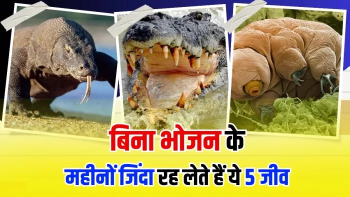 जानिए बिना खाए-पिए जिंदा रहने वाले 5 जानवरों के बारे में