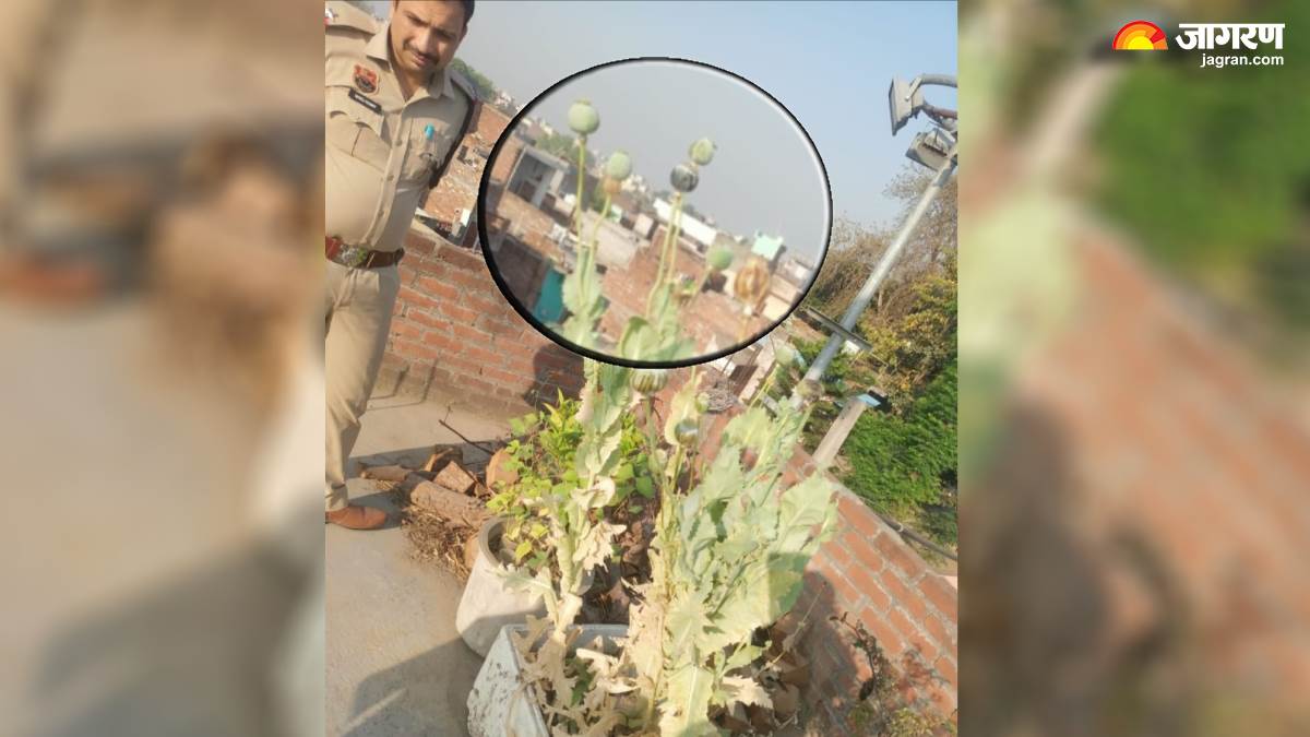 opium was grown on the roof of the house in yamunanagar haryana police arrested the accused