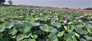 जल संरक्षण का संदेश दे रहा जखौली का पोखरा