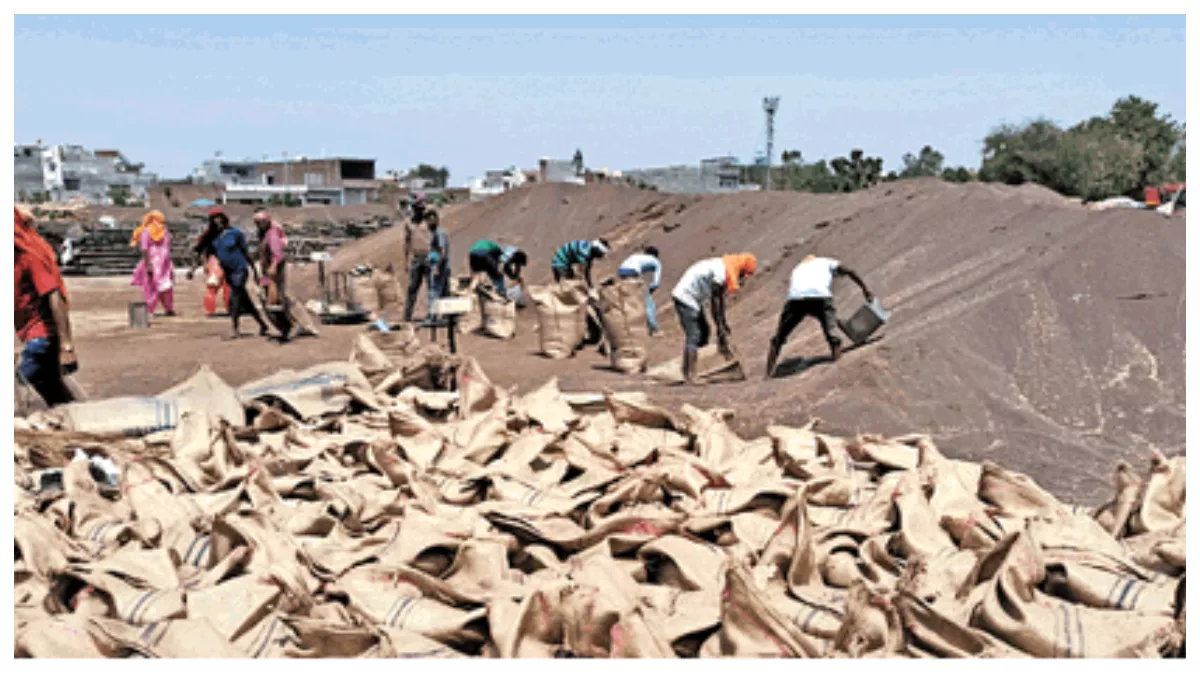 Bhiwani News: वर्षा में भीगी खराब सरसों को ही कट्टों में भरकर प्रदेश सरकार को लगा रहे चूना