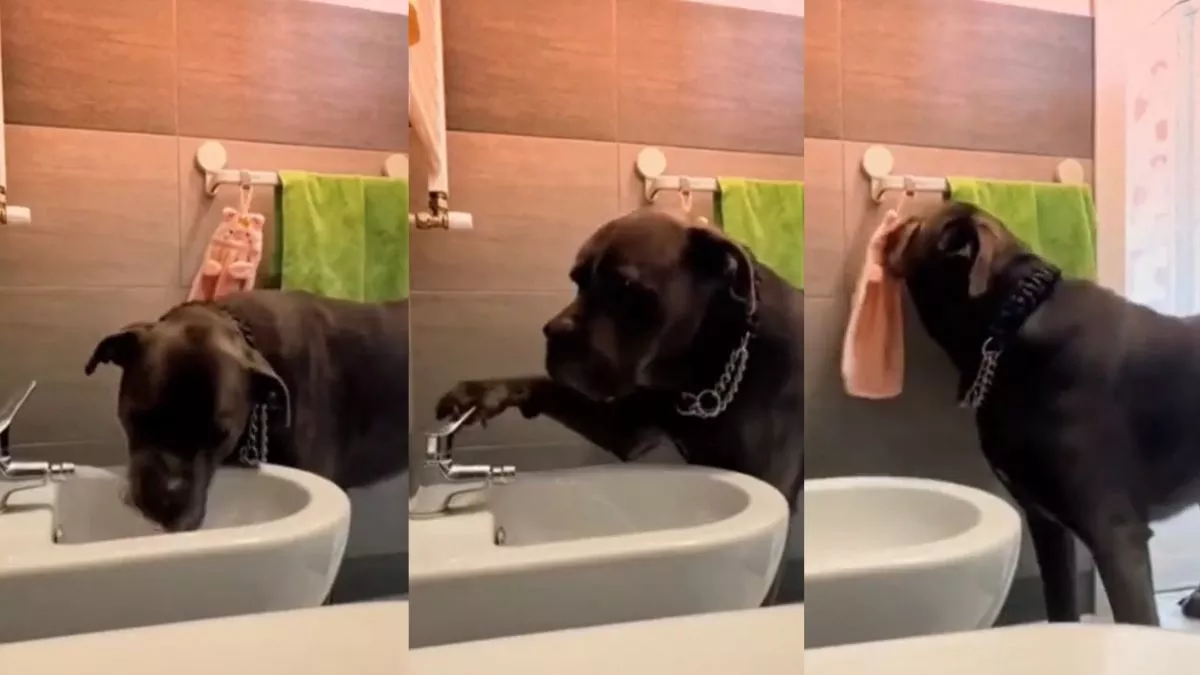 Viral Video : खुद नल खोलकर पानी पीता नजर आया डॉग, वीडियो देख लोगों ने कहा- गुड बॉय!