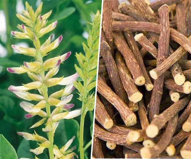 Effective Ayurvedic medicine Mulethi to protect against corona infection Jagran Special