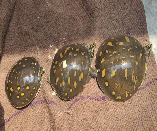 काशीपुर में दुर्लभ प्रजाति के कछुओं के साथ तस्कर गिरफ्तार NAINITAL NEWS