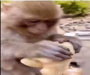 इस वीडियो को भारतीय वन सेवा के अधिकारी ने शेयर किया है