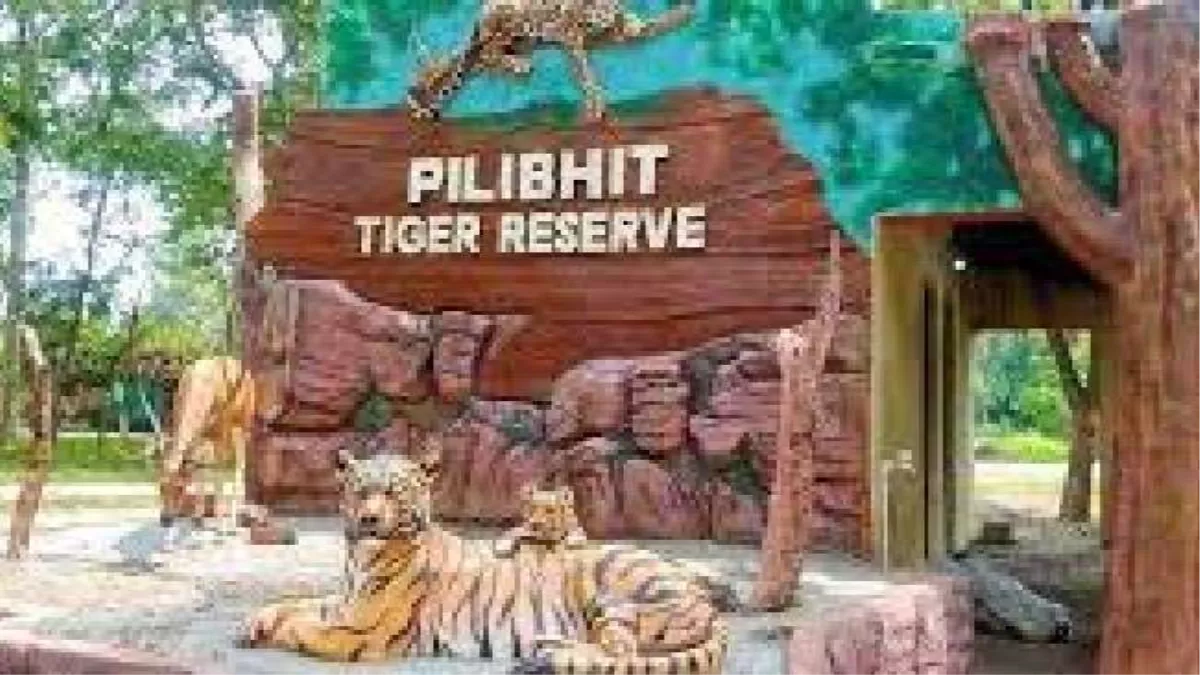 Pilibhit Tiger Reserve: जानिए कब बना था तराई के जिले पीलीभीत में बाघों का  बसेरा, आज पर्यटकों की है पहली पसंद - Know when is the establishment day of Pilibhit  Tiger Reserve