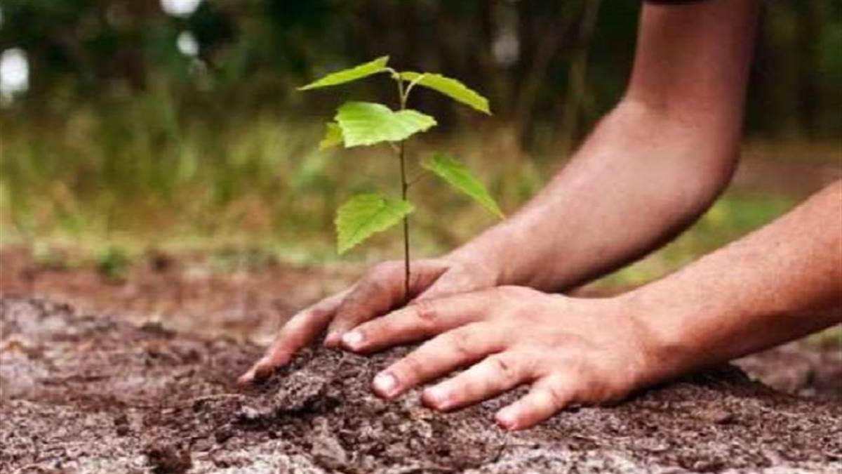 एएमयू में पौधरोपण कर पर्यावरण सुरक्षित रखने का संदेश दिया गया।