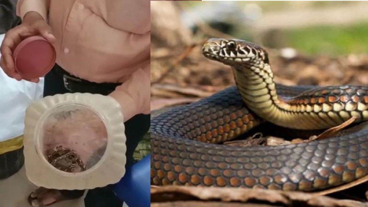 https://www.jagranimages.com/images/newimg/08062023/08_06_2023-snake_1_23435452.jpg