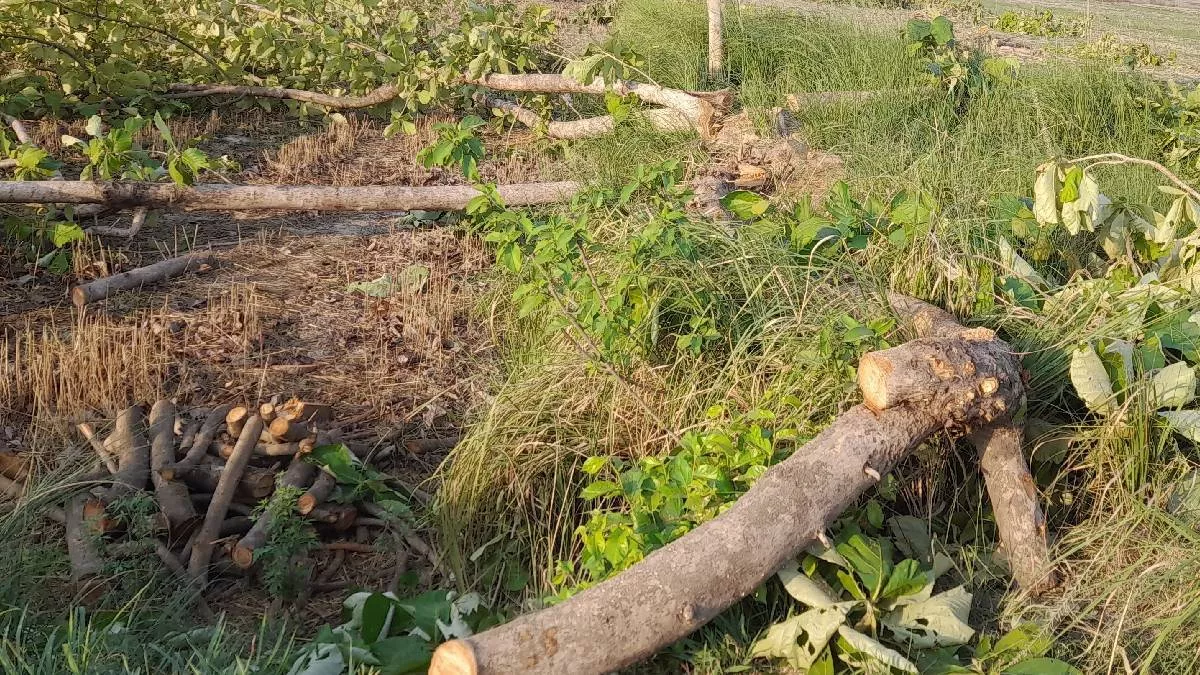 UP: केवल कागजों पर हरियाली: डंड़वा गांव में काटे गए 50 सागौन के पेड़, बाजारों में लकड़ी के अवैध डिपो का संचालन