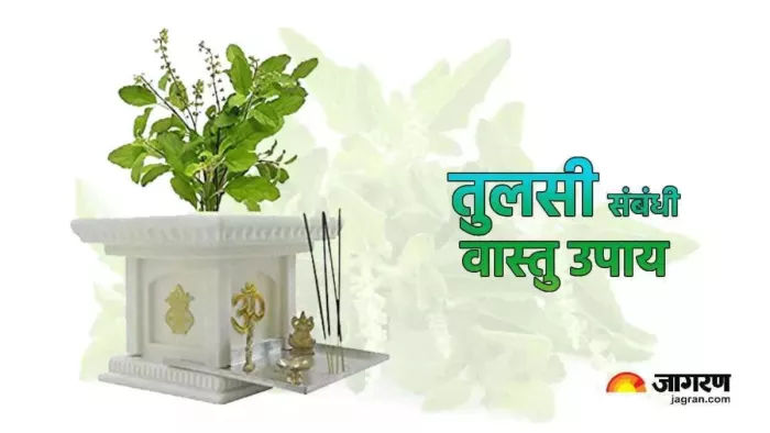 Vastu Tips For Tulsi तुलसी को सूखने से कैसे बचाएं।