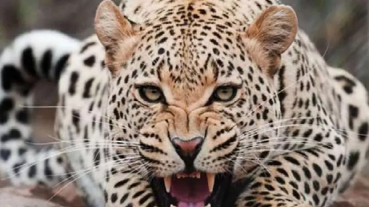 https://www.jagranimages.com/images/newimg/08062025/08_06_2025-leopard_attack__23602337_23957552_23958868.jpg