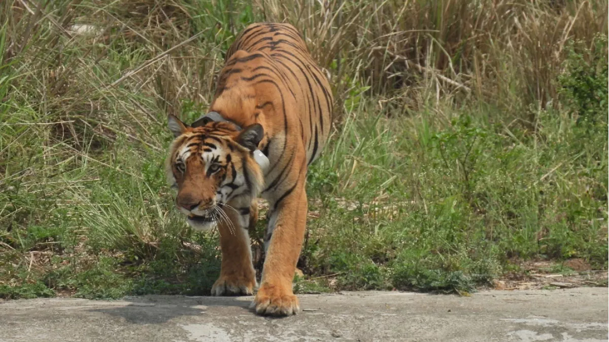 बाघिन ने रोकी राजाजी के बाघ की घर वापसी की राह... तो क्‍या दोनों नहीं छोड़ना चाहते एक-दूसरे का साथ?