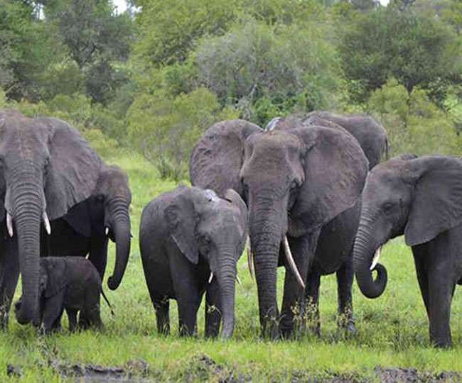 छत्तीसगढ़ में 44 हाथियों के झुंड ने भोजन-पानी की तलाश में कोरबा के नए जंगल में जमाया डेरा - 44 elephant herds camped in new forest of Korba in Chhattisgarh in search