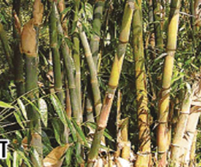 Bamboo Benefits बांस का तना ही नहीं पत्तियां भी है औषधीय गुणों से