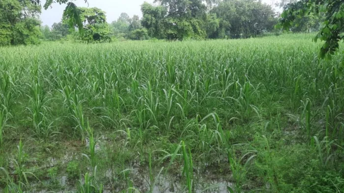 किसानों के जीवन में मिठास घोल रही गन्ने की खेती, सरकार के सहयोग से मालामाल होंगे अन्नदाता