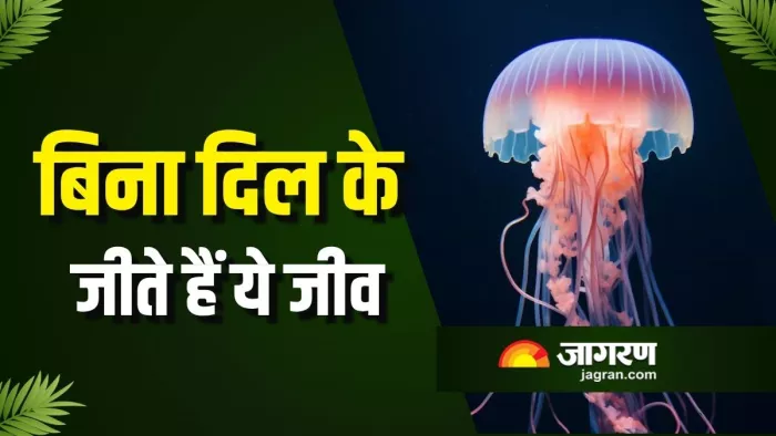 कैसे बिना दिल के जिंदा रहते हैं ये जीव? (Picture Courtesy: Freepik)