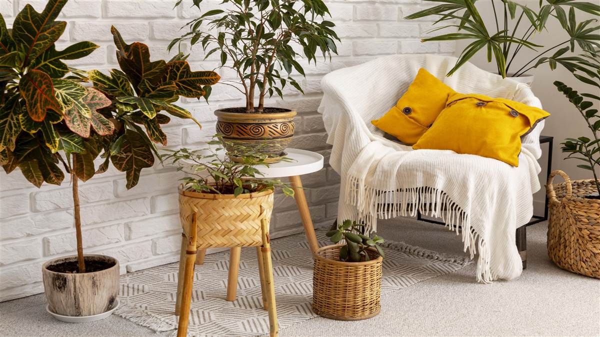 https://www.jagranimages.com/images/newimg/08072025/08_07_2025-calming-room-design-with-green-plants_23978527.jpg