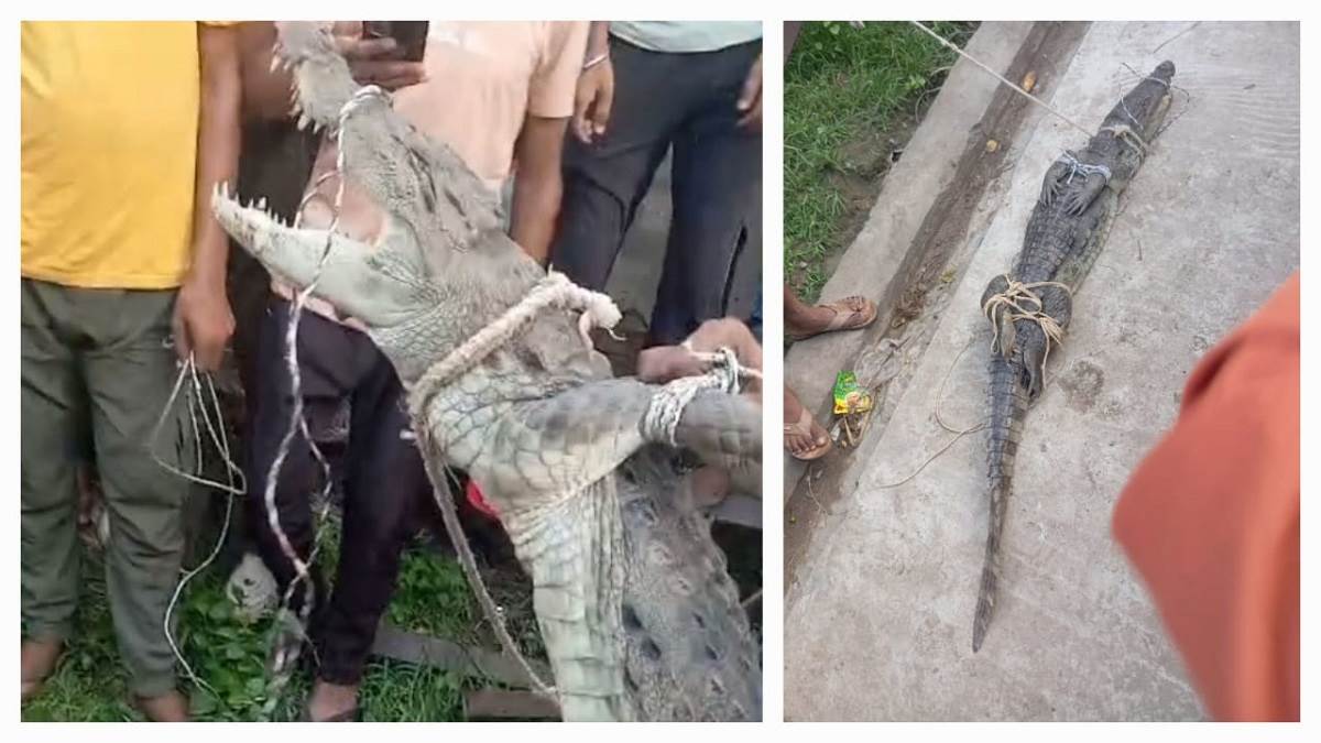 bijnor news crocodile enters farmers home in bijnor rescued by forest department