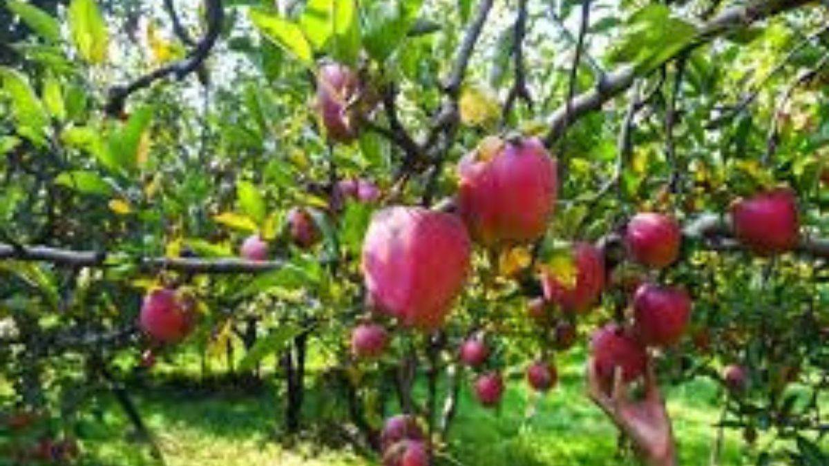 https://www.jagranimages.com/images/newimg/08072025/08_07_2025-himachali_apples_23978802.jpg