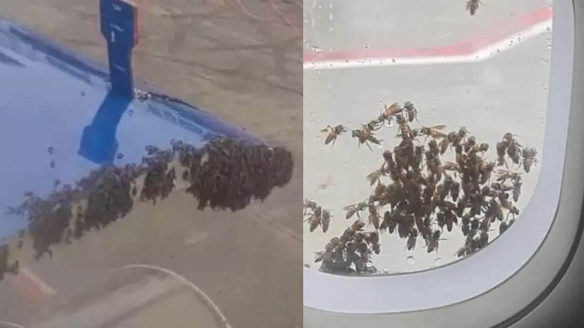 https://www.jagranimages.com/images/newimg/08072025/08_07_2025-indigo_flight_bee_swarm_23978305.jpg