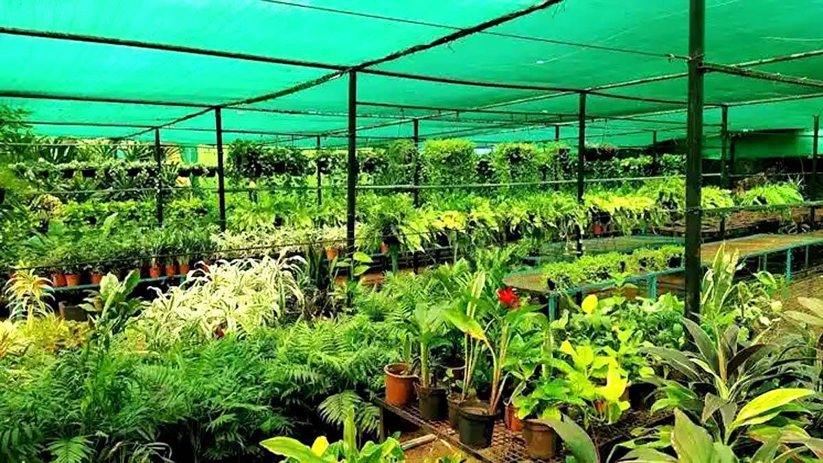 https://www.jagranimages.com/images/newimg/08072025/08_07_2025-nursery_subsidy_news_23978202.jpg