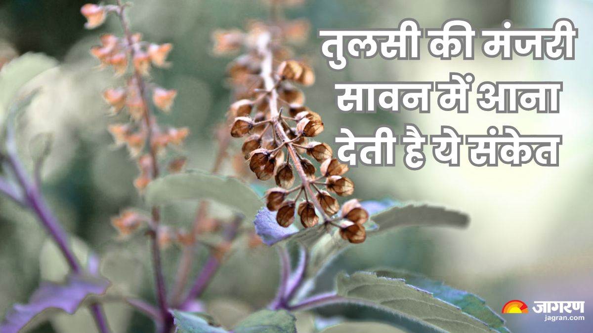 https://www.jagranimages.com/images/newimg/08072025/08_07_2025-tulsi_manjari_in_sawan_23979150.jpg