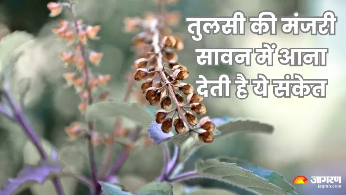 भगवान शिव पर तुलसी का पत्ता नहीं चढ़ाया जाता है, लेकिन मंजरी के जल से अभिषेक करते हैं।
