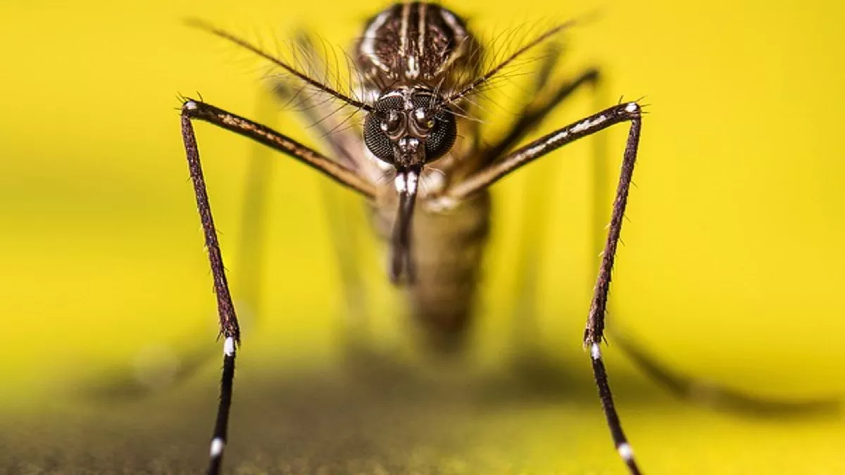 Dengue Emergency in Pakistan: डेंगू का हाटस्पाट बना पाकिस्तान का रावलपिंडी जिला, स्वास्थ्य विभाग ने घोषित किया आपातकाल