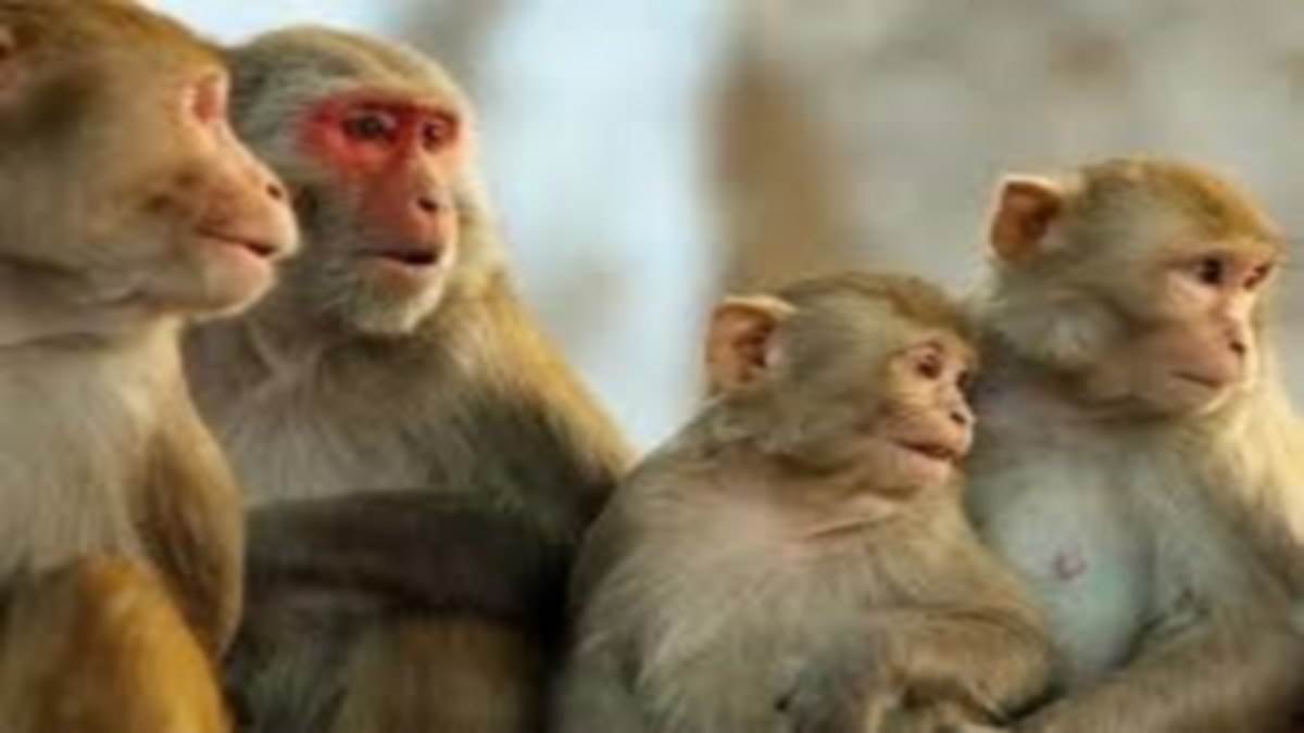बरेली में उत्पात मचा रहे 31 बंदरों को मथुरा से आई टीम ने पकड़ा : जागरण