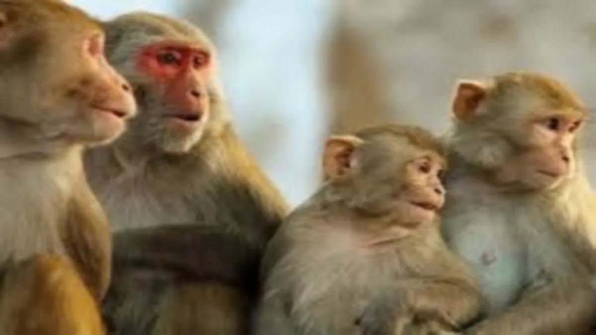 Jagran Impact: बरेली में उत्पात मचा रहे 31 बंदरों को मथुरा से आई टीम ने पकड़ा, अब शाहजहांपुर के जंगलों में छोड़ा जाएगा