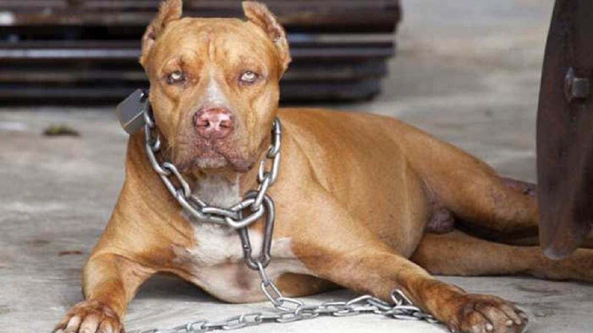 UP Can Ban Violent Pet Dogs Breed