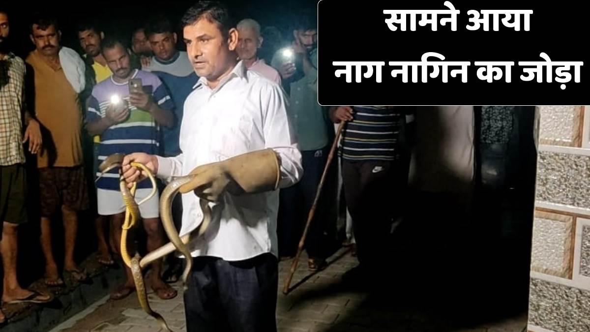 snake catcher caught nag nagin pair in kaithal panic among the villagers