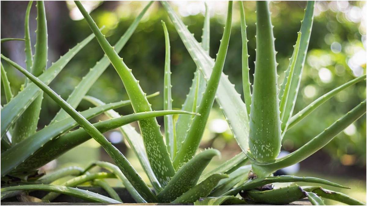 https://www.jagranimages.com/images/newimg/08082023/08_08_2023-aloe_vera_23495363.jpg